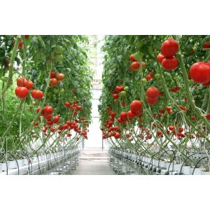 ETL 100W Led Herb Grow Lights For Greenhouse