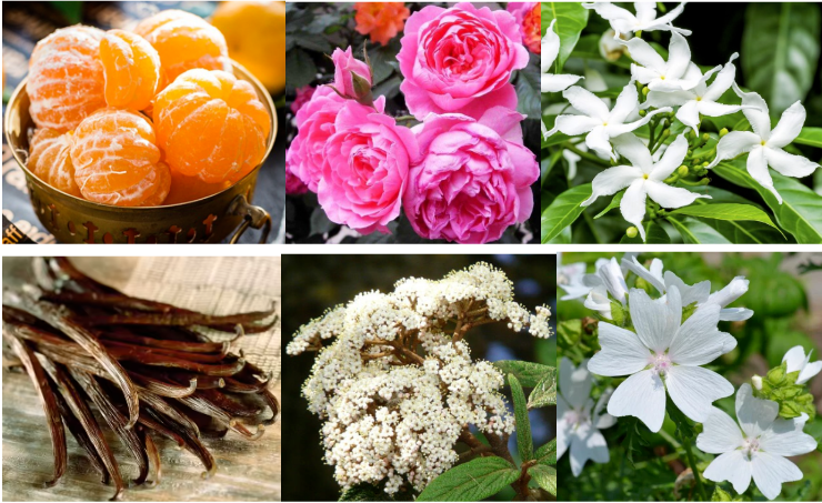 COA Light Yellow Touch Of Pink Essence Oil For Perfume Making