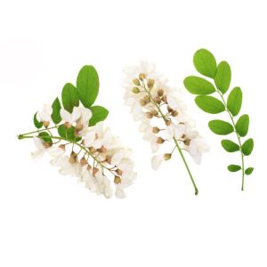 95% 98% Pure Rutin Powder Flower Bud Part Sophora Japonica Extract