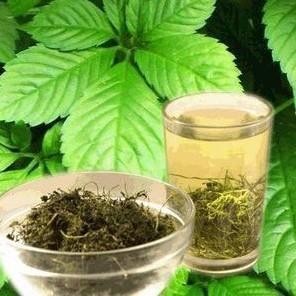 Lose Weight Product Gynostemma Pentaphyllum Powder --gynostemma extract