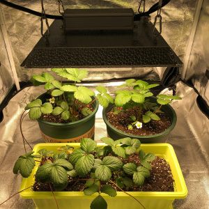 Knob Dimming Full Spectrum 2x2 LED Grow Light