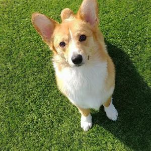 Football Landscape Putting Green Grass Synthetic Turf Artificial Grass