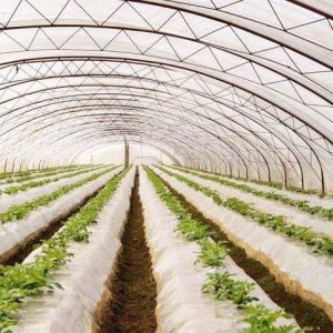 China Customizable Hydroponic System for Vegetables and Flowers Tailored to Meet Your Needs on sale