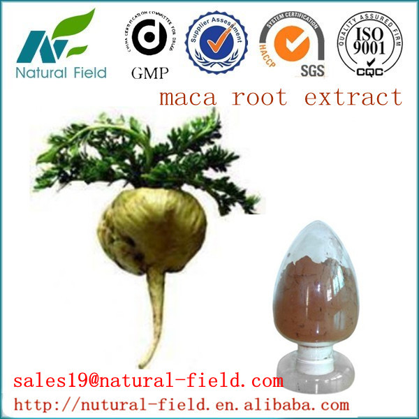 Buy Top quality maca extract at wholesale prices