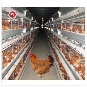 3Rows 28sets/Row A Type Wire Poultry Cage Farming Hens Equipments