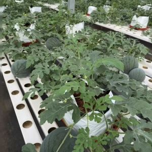 Large Scale Farming Greenhouse Multi Span Hydroponic Growing System at