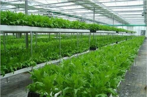 Resource Saving Hydroponic Greenhouse Systems Commercial For Cultivation Leafy Vegetables