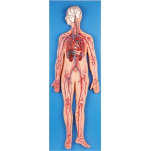 Quality Circulatory system  Anatomy Model introduce  main arteries and vein for sale