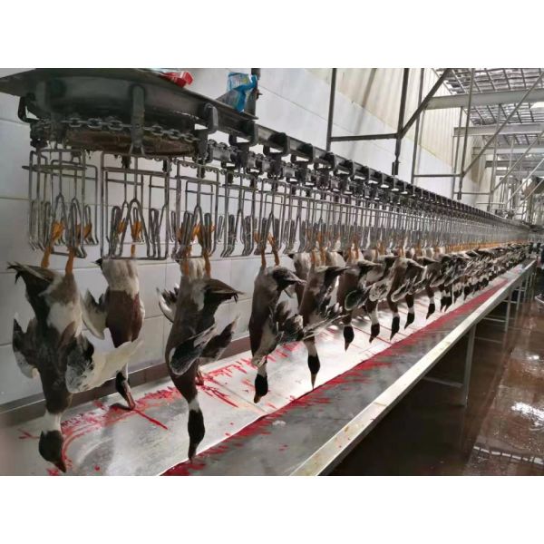 300-1000bph Poultry Processing Machinery for Chicken Abattoir Processing