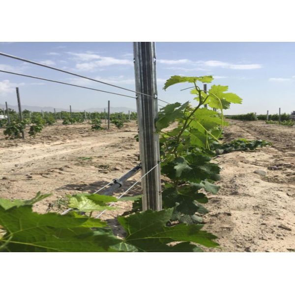 Orchard Plantations Metal Grape Vine Stakes With H Holes 50x34mm Frame Size