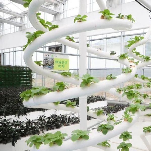 Buy High Yield Greenhouse Hydroponic System Customization for Commercial Sustainability at wholesale prices
