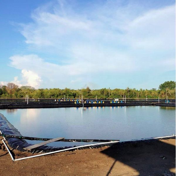Buy 1m-8m Width HDPE Liner Geomembrane for Industrial Design Fish Pond and Shrimp Pond at wholesale prices