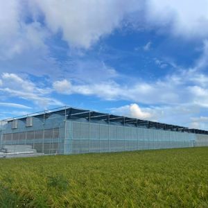 Commercial Multi Span Greenhouse with Tunnel Shading System Tomato Cooling