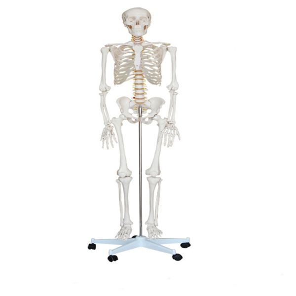 5' 6" Life Size Human Skeleton Anatomy Model For Medical Skeleton Education