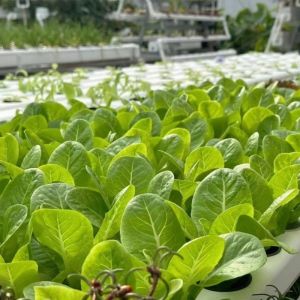 Chinese Origin Glass Greenhouse The Perfect Solution for Large-Scale Commercial