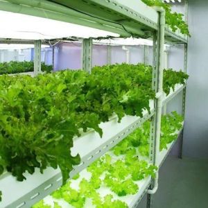Steel Cover Hydroponic Vertical Farming Container Greenhouse with Advanced