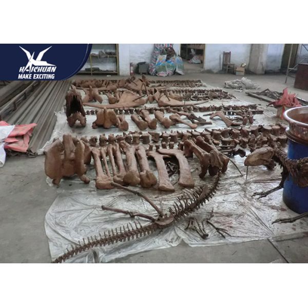 Durable Fiberglass Life Size Dinosaur Skeleton / Dinosaur Fossil For Kids Educational
