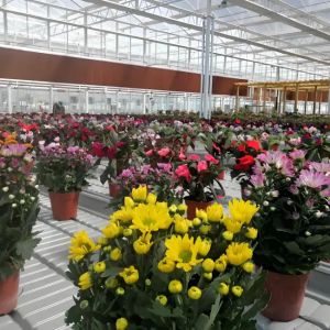 High - Quality Venlo Glass Greenhouse for Sunflower Growing