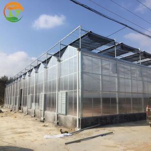 2021 Multi-Span Polycarbonate Invernadero Garden Greenhouse for Agriculture