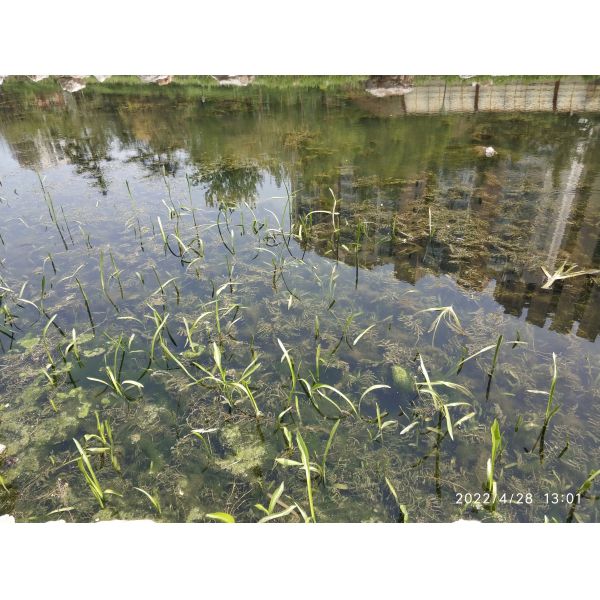 Stainless Mesh Water Hyacinth Water Moss Reed Collection Boat With Storage Bucket