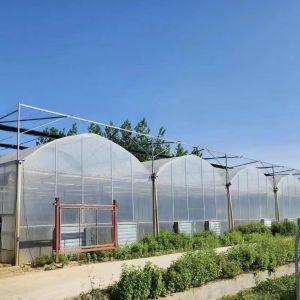 Vegetable Production Po Film Greenhouse with Shading System and 30 Days Return
