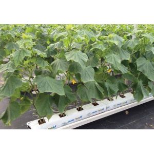 Cucumber Greenhouse Hydroponic Systems Galvanized Frame Thin Film Structure
