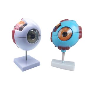 Medical Anatomy Model Plastic Simulation Human Eye Model For Ophthalmology