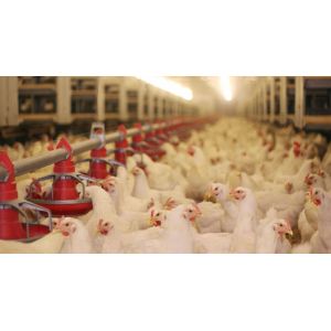 China Durable Full Set Poultry Farm Equipment from China on sale
