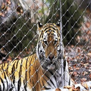 High Tensile Inox Cable Mesh For Tiger & Lion