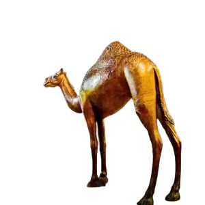 China Bronze Life Size Camel Sculpture Garden Large Animal Statues on sale