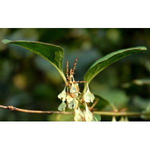 rhubarb extract Anthraquinones10% Emodin 5% --rhubarb pieplant,Rheum officinale