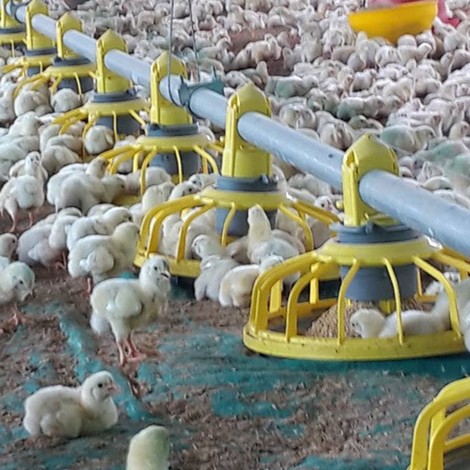 Buy 14 Grids 72mm Ground Broiler Chicken Shed Construction at wholesale prices