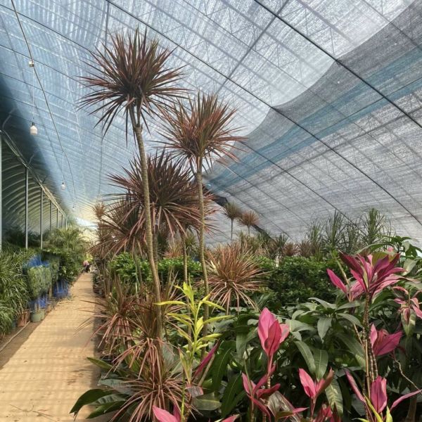 Flower Sunlight Greenhouse Drip Irrigation