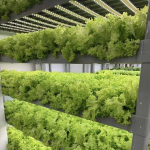 Hydroponics Cultivation Method Reefer Container Vegetable Greenhouse with