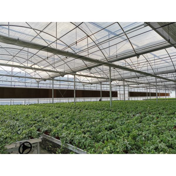 Agricultural High Tunnel Gutters Air Circulation Tunnel Growing 8m Multi Span Greenhouse