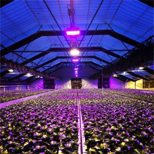 Galvanized Steel Frame Mushroom Automatic Blackout Greenhouse Light Dep System
