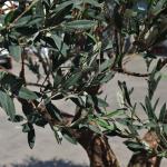 Customized Realistic UV Resistant Large Indoor Olive Tree​ For Commercial