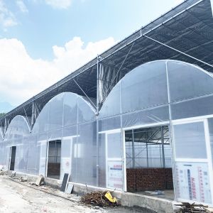 Polytunnel Plastic Film Agricultural Sawtooth Greenhouse Multi-span