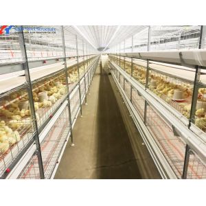 Modern Broiler Chicken Farming Equipment Automatic H Type Poultry Broiler Cage