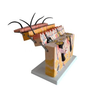 70 X Enlarged Medical Educational Anatomy Human Skin Model