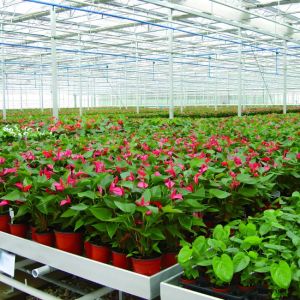 Polycarbonate Venlo Greenhouse for Flower With Shading Systems