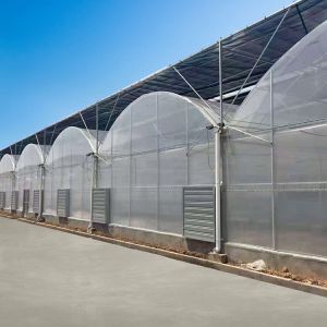 Transparent Glass Tunnel Multispan Greenhouse Plant Cultivation