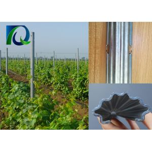 C - Shaped Plant Support Posts Galvanized Steel Trellising Custom Made