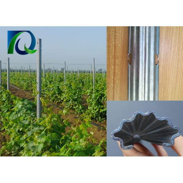 Buy 54x30MM Steel Weatherproof Vineyard Fence Posts at wholesale prices
