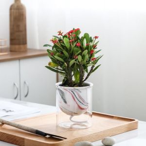 Creative Home Automatic Water Absorption Vase