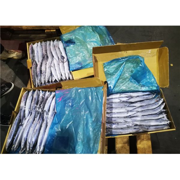 High Protein Frozen Pacific Saury