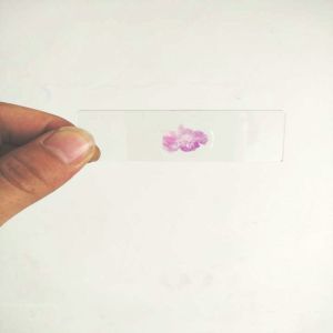 College Students Glass 132pcs ODM Plant Microscope Slides