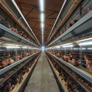 Automatic Production Egg Chicken Poultry Cage Professional Economical