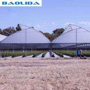 High Multi Span Strong Plastic Greenhouse Saw Tooth Roof Ventilation