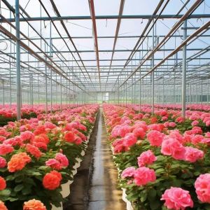 Glass Greenhouse with Hydroponics Growing Customized Request Roofing Shape A